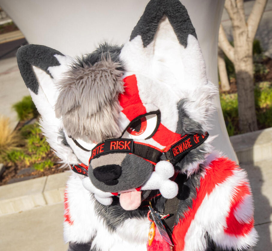 Odyssey The Eurasian Wolf